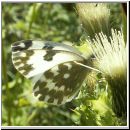 Pontia daphlidice - Resedafalter 01.jpg